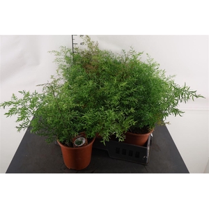 Asparagus 17 Cm. P. Cwebe