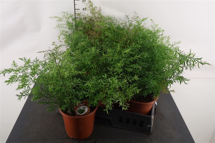 <h4>Asparagus 17 Cm. P. Cwebe</h4>