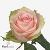 Rosa large pink athena