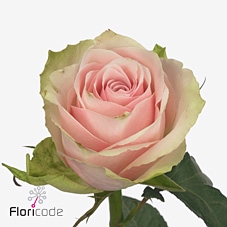 Rosa large pink athena