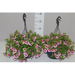 Calibrachoa Diva Lavender Hangpot