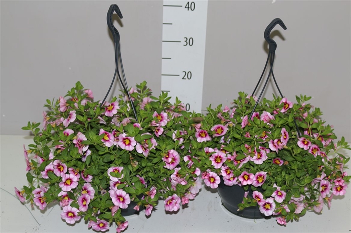 <h4>Calibrachoa Diva Lavender Hangpot</h4>