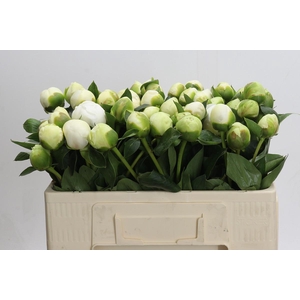 Paeonia Lact. Bridal  Shower