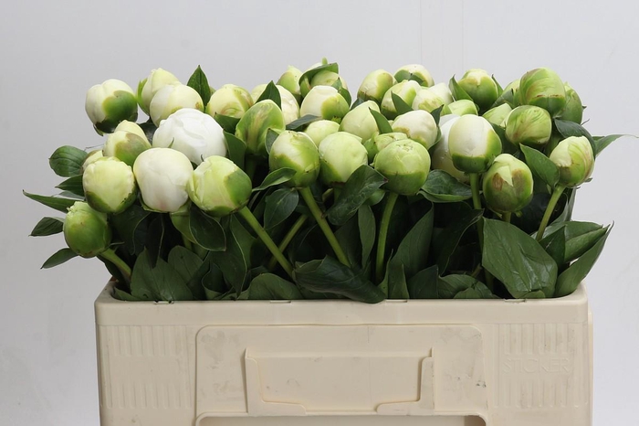 <h4>Paeonia Bridal Shower</h4>