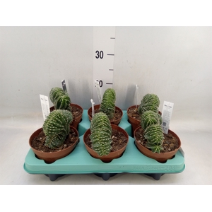 Cereus   ...