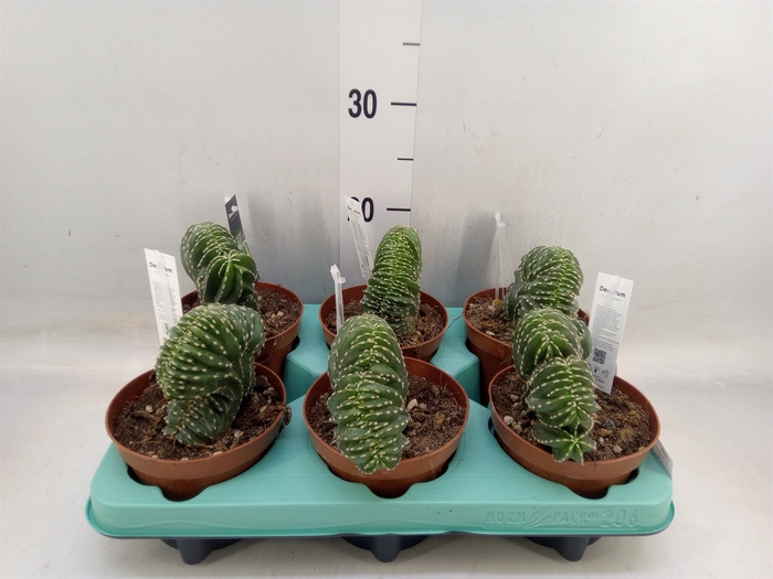 <h4>Cereus   ...</h4>