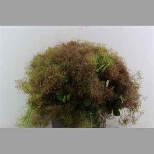 Cotinus Pruik P Bunch