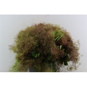 Cotinus Pruik P Bunch