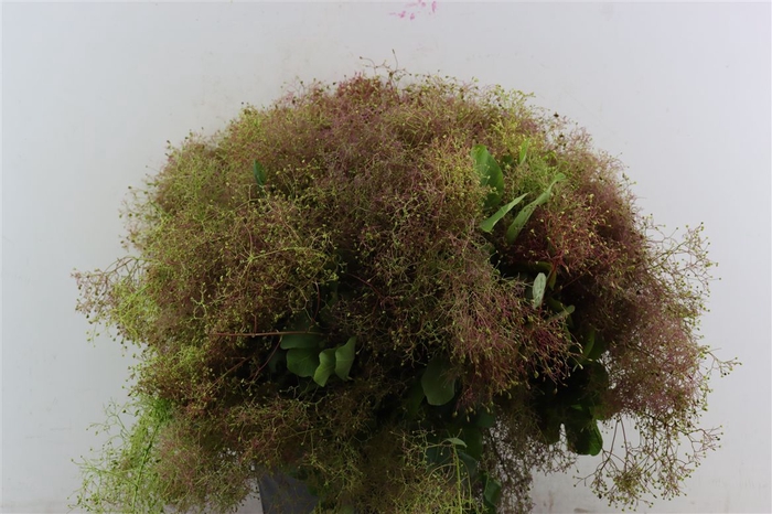 <h4>Cotinus Pruik P Bunch</h4>