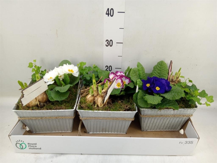 <h4>Arr. Tuinplanten L%</h4>