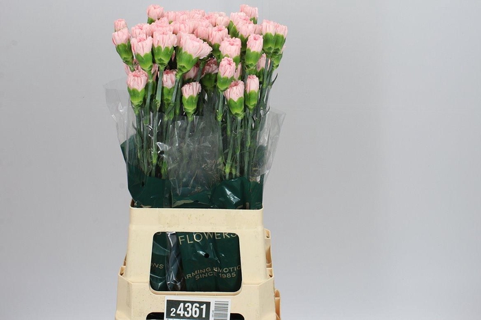 <h4>Di St Pale Pink</h4>