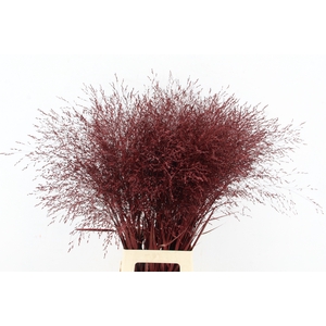 Gras Panic Warrior Bordeaux