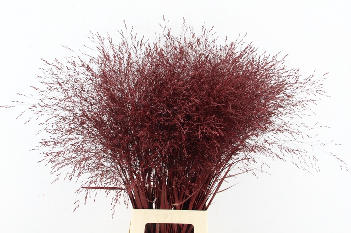 <h4>Gras Paint Bordeaux</h4>