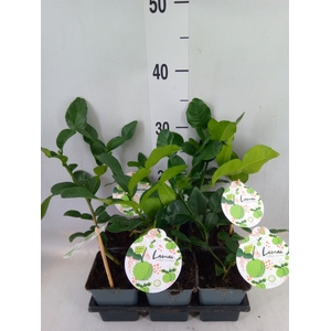 Citrus hystrix
