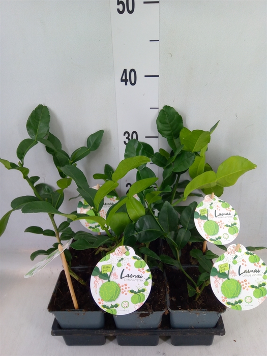 <h4>Citrus hystrix</h4>