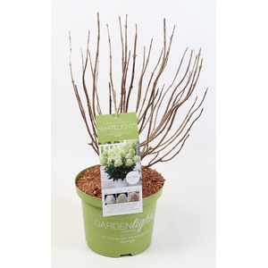 Hydrangea Paniculata (Gardenlight) 'Whitelight' 23 cm