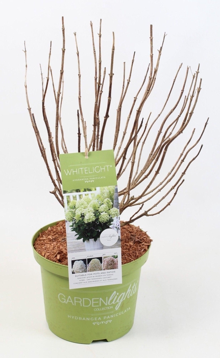 <h4>Hydrangea Paniculata (Gardenlight) 'Whitelight' 23 cm</h4>