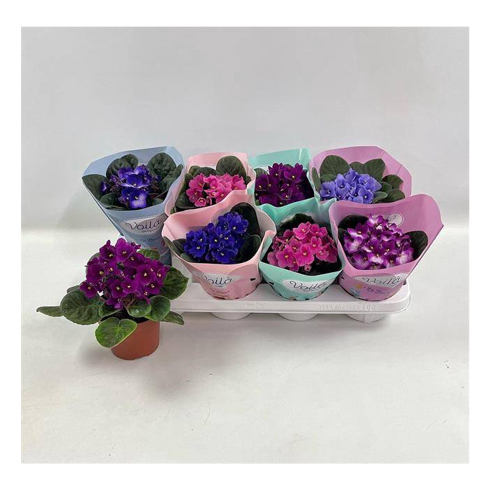 <h4>Saintpaulia mixed 12Ø 20cm</h4>