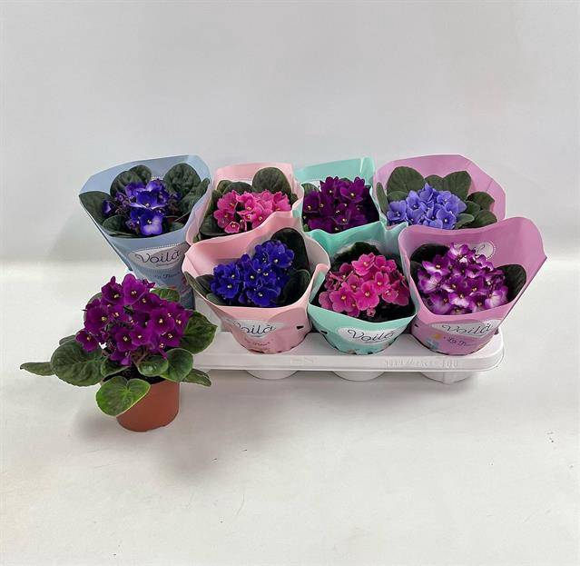 Saintpaulia mixed 12Ø 20cm