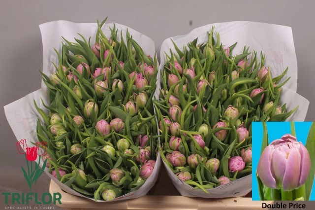 <h4>TU DU DOUBLE PRICE</h4>