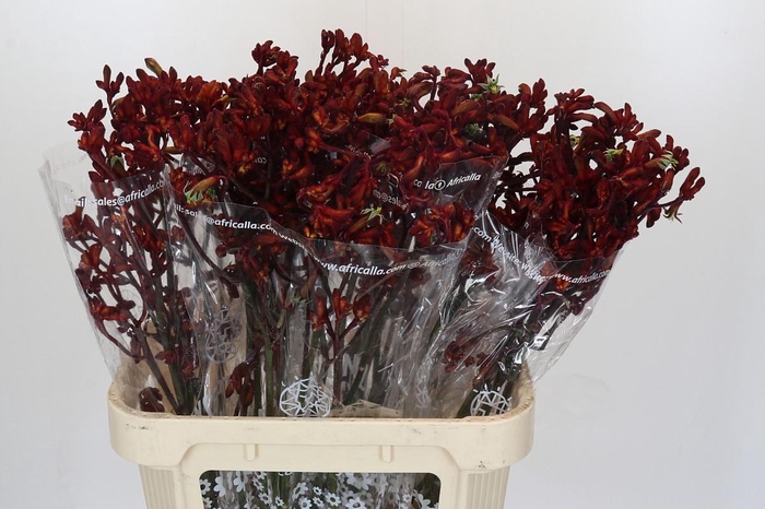 <h4>Anigozanthos Early Spring</h4>