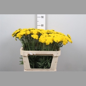 Achil F Parker Variety