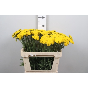 Achil F Parker Variety