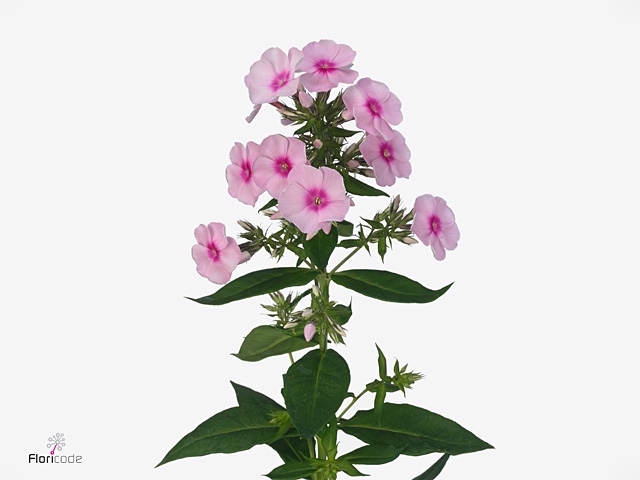 PHLOX P SWEET LEXY