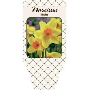 NARCISSUS INCOMPARABILIS