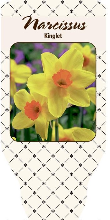 <h4>NARCISSUS INCOMPARABILIS</h4>