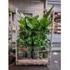!! PROMO !! STRELITZIA  NICOLAI P27 170CM