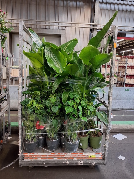 !! PROMO !! STRELITZIA  NICOLAI P27 170CM