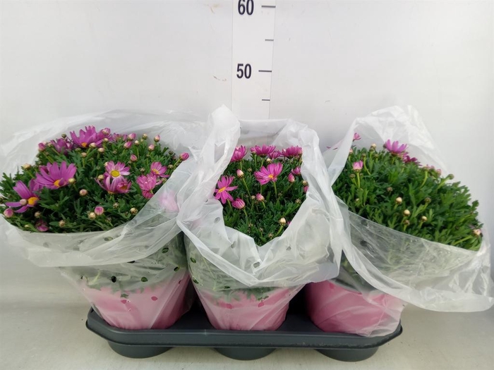 <h4>Argyranthemum   ...</h4>