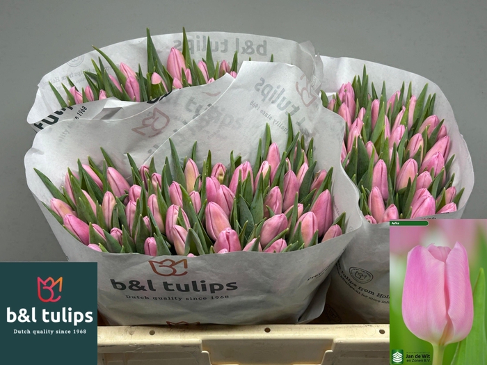 <h4>TU EN AAFKE</h4>