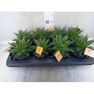 xGasteraloe  'Aurora'