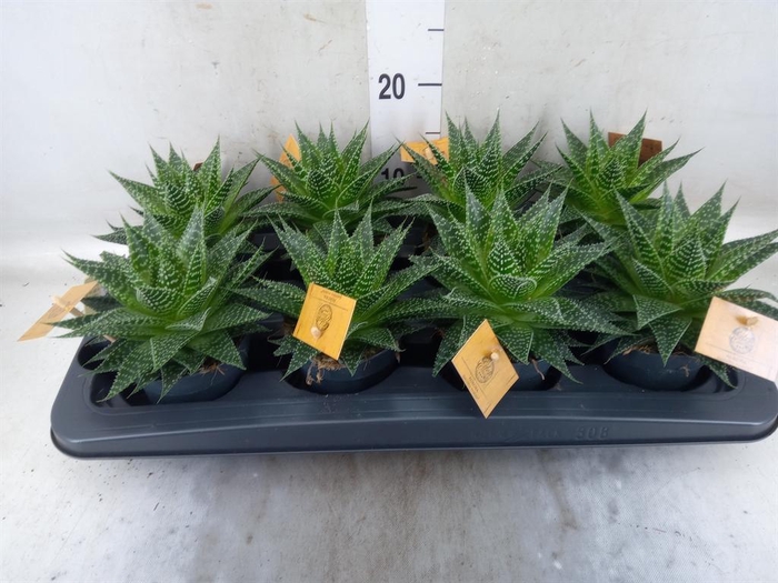 <h4>xGasteraloe  'Aurora'</h4>