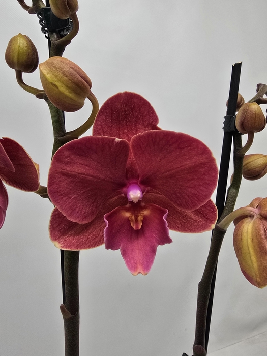 <h4>Limited 80 week 8</h4>