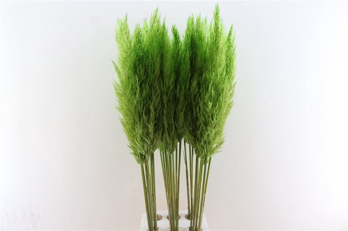 <h4>Cortaderia Opgetrokken Helder Groen Stem</h4>