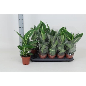 Dieffenbachia Green Magic 12Ø 40cm