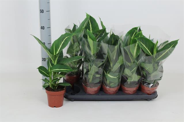 Dieffenbachia Green Magic 12Ø 40cm