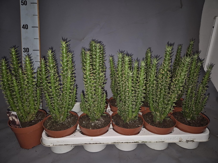 <h4>OPUNTIA</h4>