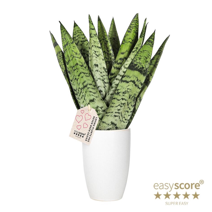 <h4>SANSEVIERIA TRIFASCIATA</h4>