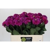 Dahlia Purple Fox