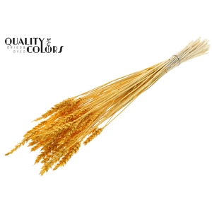 Triticum per bunch Intense Apricot
