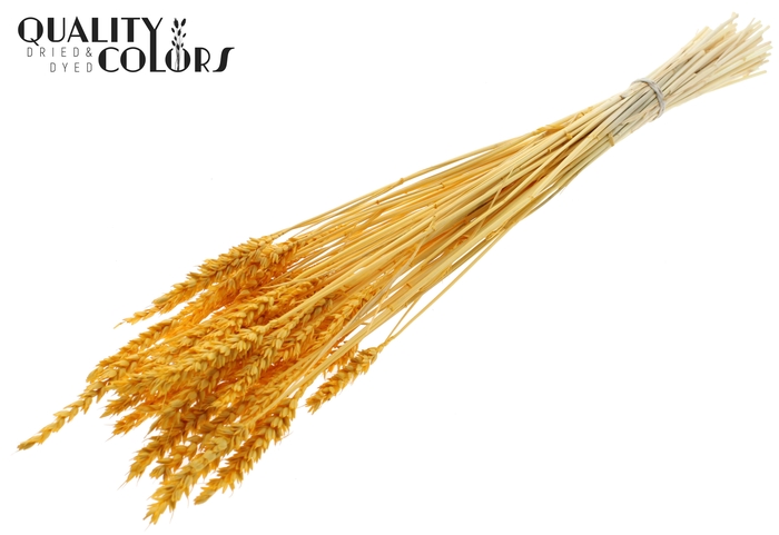 <h4>Triticum per bunch Intense Apricot</h4>