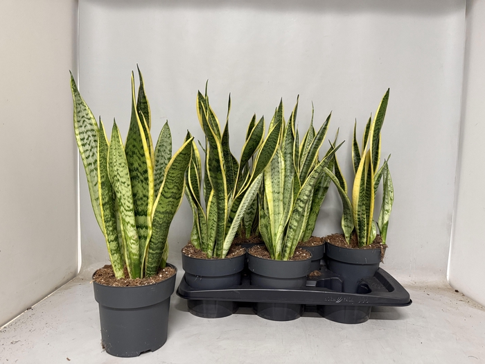 <h4>SANSEV LAURENTII</h4>