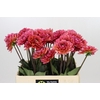 Dahlia Red Runner