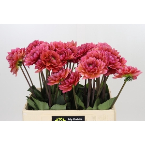 Dahlia Salmon Runner