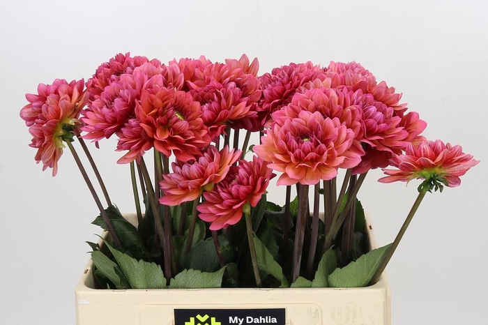 <h4>Dahlia Salmon Runner</h4>