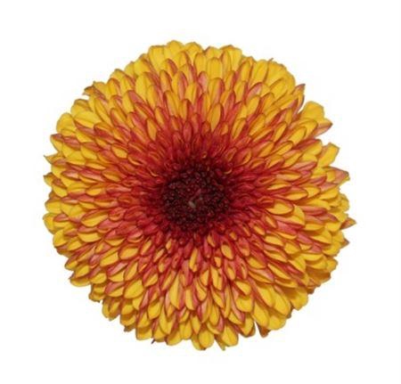 <h4>Chrys Mochi Yellow</h4>